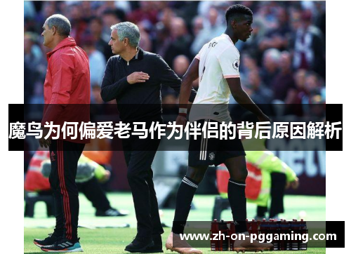 魔鸟为何偏爱老马作为伴侣的背后原因解析